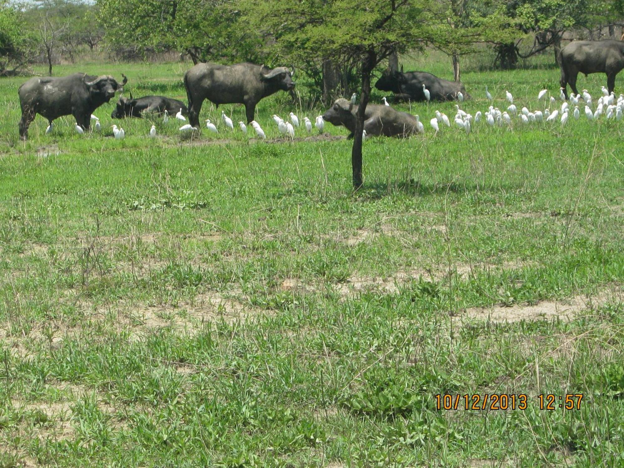 Lochinvar Safari Lodge Of Lochinvar National Park - Zambia Bagian luar foto